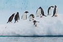 135 Antarctica, Danco Island, ezelspinguins